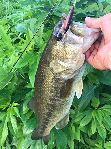 ラージマウスバスの釣果