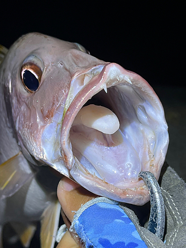 イッテンフエダイの釣果