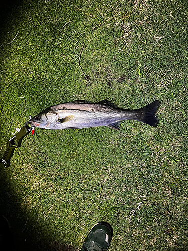 マルスズキの釣果