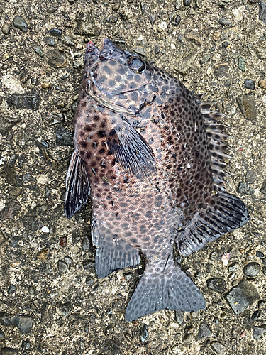 イシガキダイの釣果