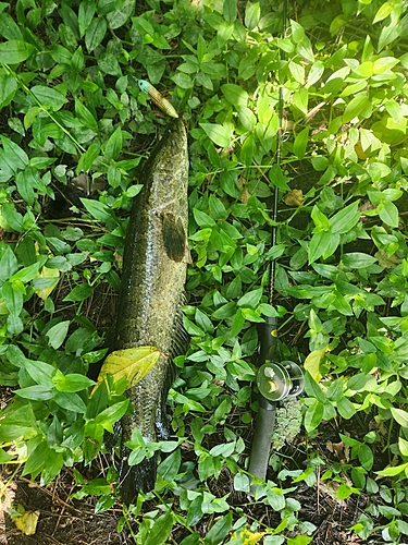 ライギョの釣果