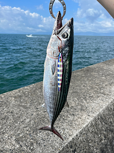 ハガツオの釣果