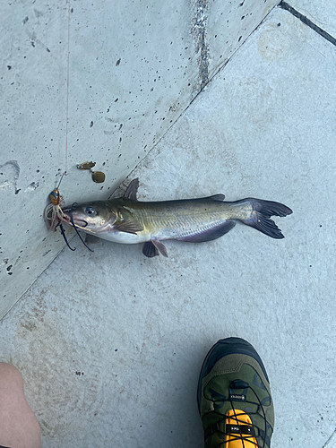 アメリカナマズの釣果