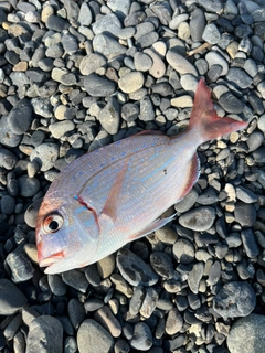 チャリコの釣果