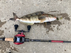 ホッケの釣果