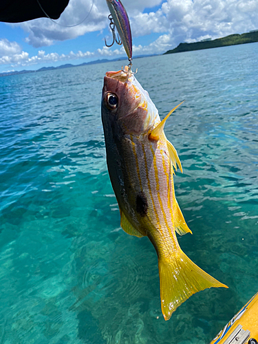 ヤマトビーの釣果