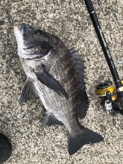 チヌの釣果