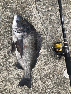 チヌの釣果