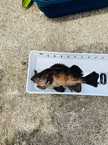 メバルの釣果