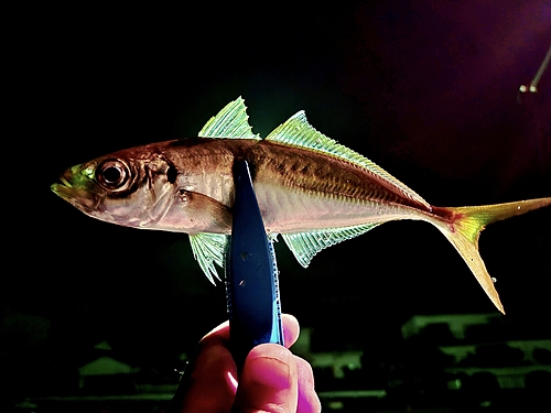 マアジの釣果