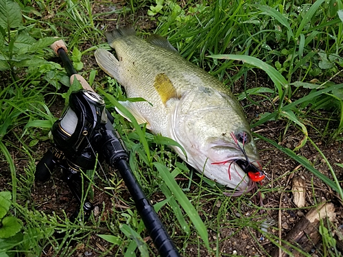 ブラックバスの釣果