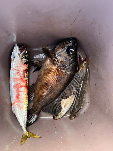 メバルの釣果