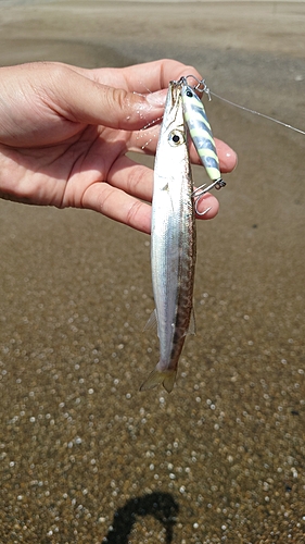 カマスの釣果