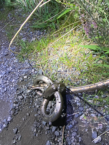 ダイナンウミヘビの釣果