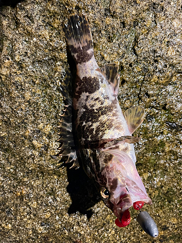 タケノコメバルの釣果