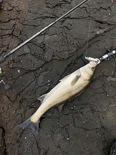 スズキの釣果