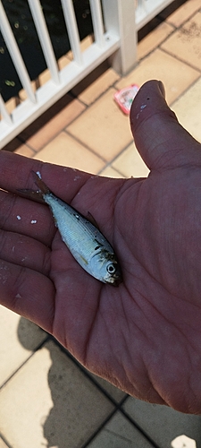 コノシロの釣果