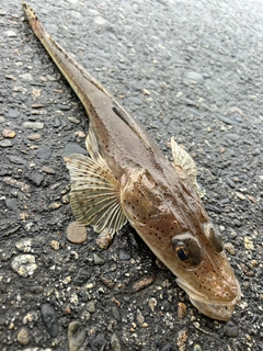 ワニゴチの釣果