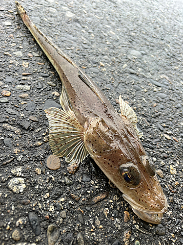 ワニゴチの釣果