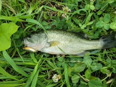 ブラックバスの釣果