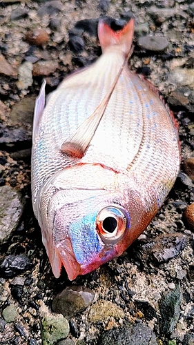 チャリコの釣果