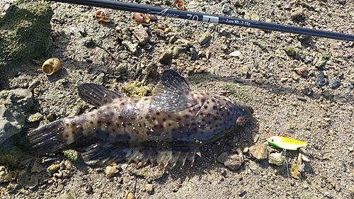 ヤイトハタの釣果