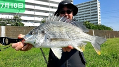 クロダイの釣果