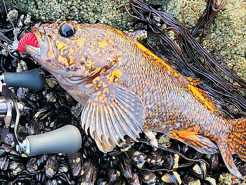 オウゴンムラソイの釣果