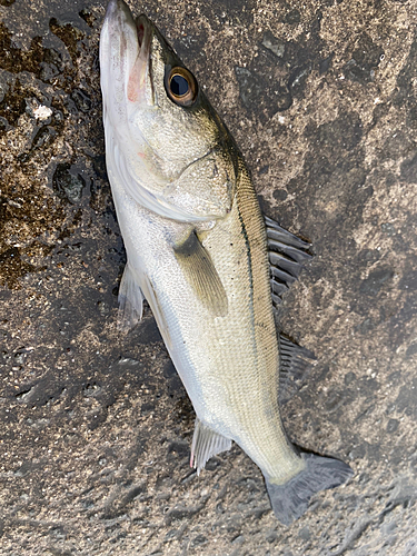 セイゴ（マルスズキ）の釣果