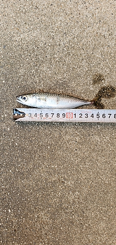 サバの釣果