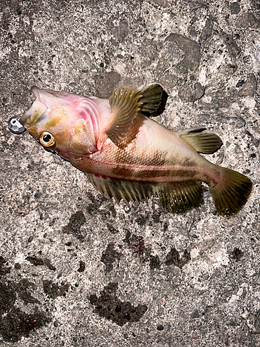 シマソイの釣果