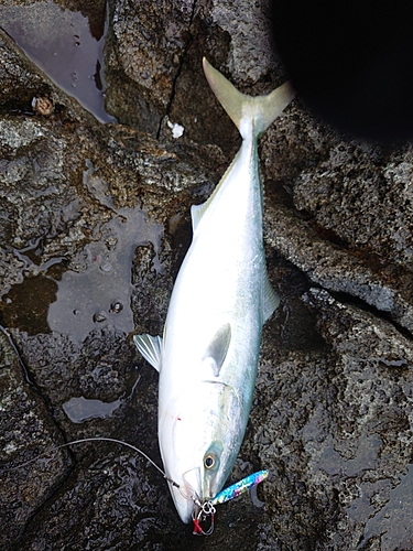 イナダの釣果