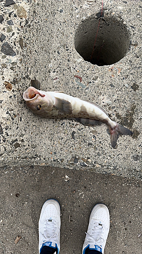 ホッケの釣果