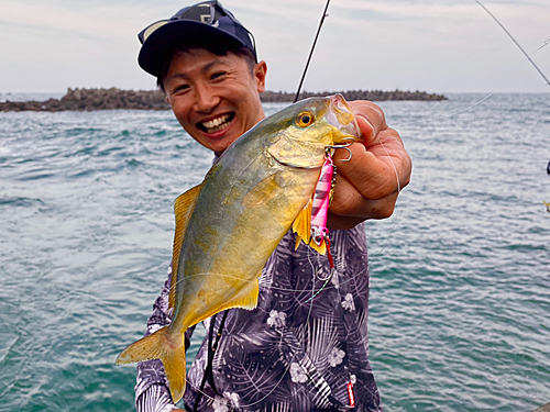 ショゴの釣果