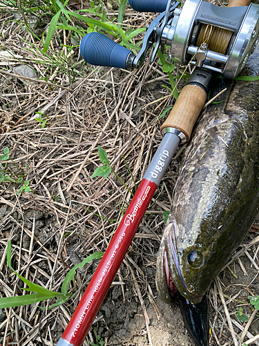 ライギョの釣果