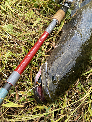 ライギョの釣果