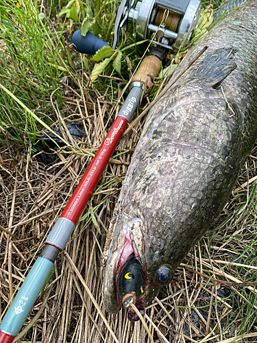 ライギョの釣果