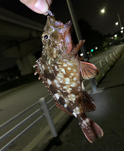 カサゴの釣果