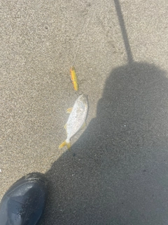 ショゴの釣果