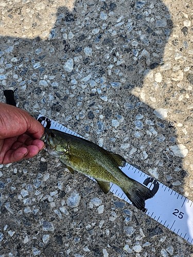 スモールマウスバスの釣果