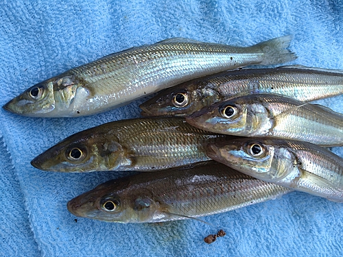 シロギスの釣果