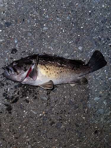 クロソイの釣果