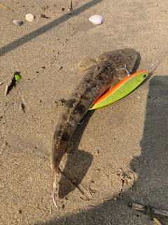 マゴチの釣果