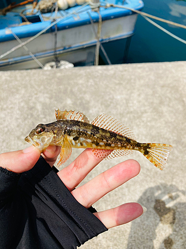 アサヒアナハゼの釣果