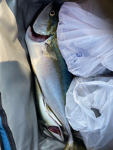 ハマチの釣果