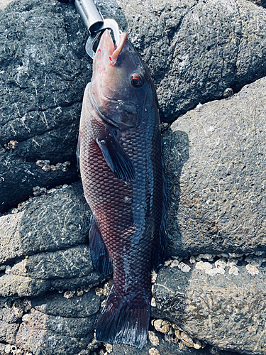 コブダイの釣果