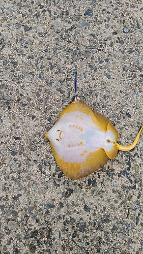 アカエイの釣果