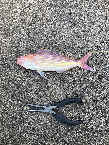 イトヨリダイの釣果