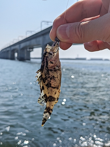 タケノコメバルの釣果