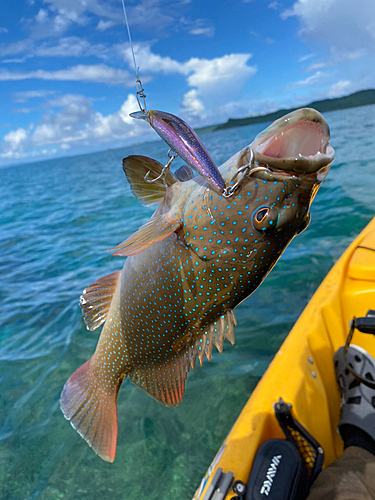 アカジンミーバイの釣果